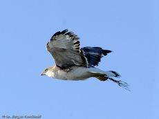 Rotrückenbussard (10 von 19).jpg